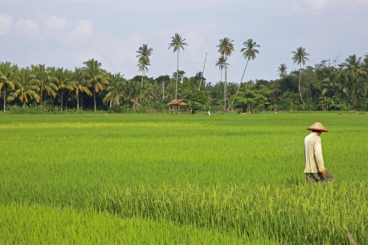 agroecology field school Indonesia community training
